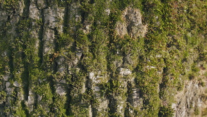 Green Moss Covered On Trunk Of Big Tree. Large Tree Trunk Covered With Green Moss.