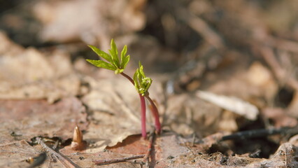 Growing Sprout Germination. Easy To Use Sprouts. Symbolic Of Reborn. Close up.