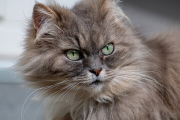 stray cat from the island of Stromboli