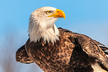 A portrait of an American Bald Eagle