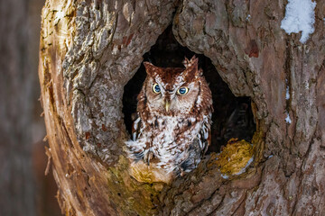 Western Screech Owl looking out of a tree hole