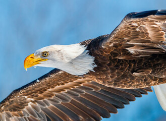 Close up of American Bald Eagle in the flight