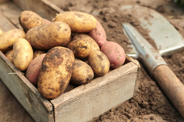 Organic fresh potato harvest in garden close up, macro. Freshly harvested dirty potatoes with shovel in wooden box on soil ground in sunlight