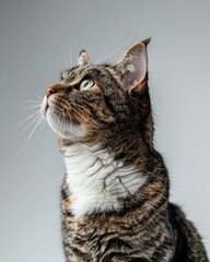 Obraz premium Close-up of American Wirehair cat looking up with curious eyes