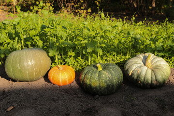 Pumpkin fresh organic harvest in garden. Orange and green colorful different pumpkins on garden bed on sun in sunlight