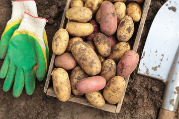 Organic potato harvest in wooden box close up, top view. Freshly harvested dirty eco bio potato with shovel and gloves on soil ground in farm field, garden