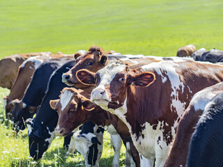 A herd of cattle on a green meadow with copy space, a cute cow looking up from the row