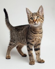 Obraz premium A European Shorthair kitten stands on a white surface, looking around with curiosity