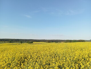 Rapeseed field on a clear day, beautiful rural landscape