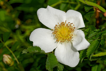 Cherokee-rose blüht im Frühling