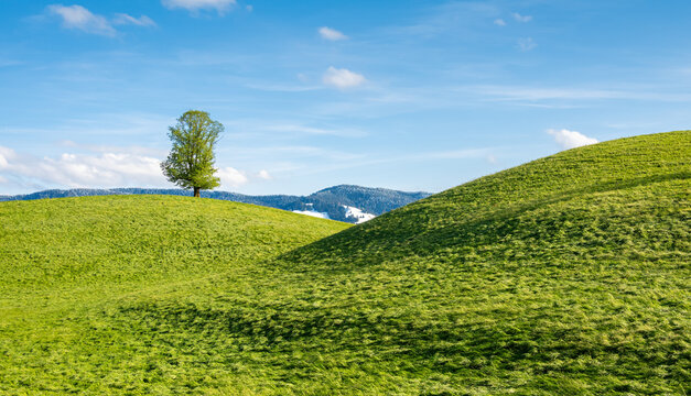 Drumlin hills and lonely tree under blue sky in summer, Switzerland