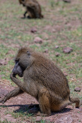 wildlife at lake Manyara in Tanzania