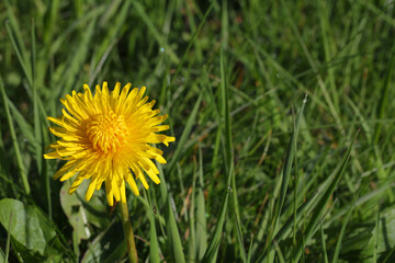 macro from dandelion in may