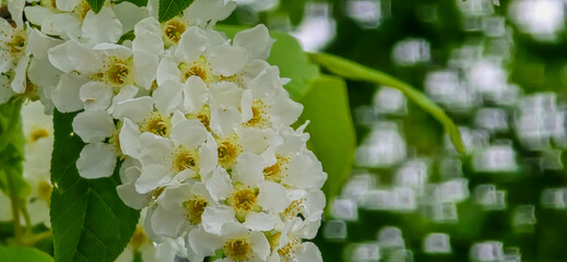 Bird cherry (Prunus avium), blossom, Germany