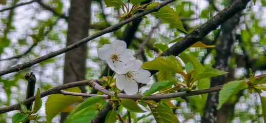 Bird cherry (Prunus avium), blossom, Germany