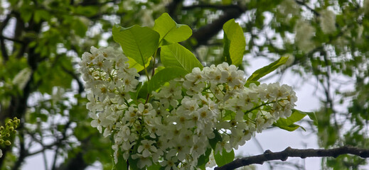 Obraz premium Bird cherry (Prunus avium), blossom, Germany