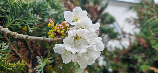 Bird cherry (Prunus avium), blossom, Germany