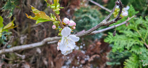 Bird cherry (Prunus avium), blossom, Germany