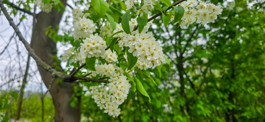 Bird cherry (Prunus avium), blossom, Germany