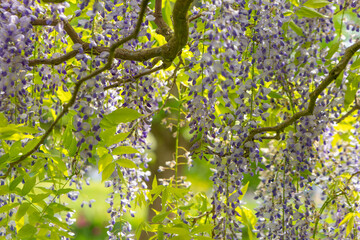 flowering wisteria tree in spring