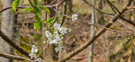 Bird cherry (Prunus avium), blossom, Germany