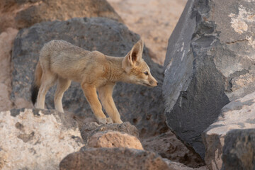A young Kit Fox gets ready to jump from one boulder to another near it's den in the desert of Southern Utah, USA, as the soft warm light of evening glows on the scene.
