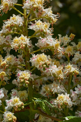Chestnut blossoms. The inflorescences of the chestnut blossomed. Spring.