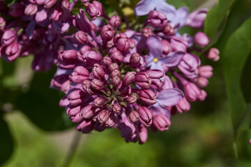 Inflorescences appeared from lilac flower buds. Lilac inflorescences (Latin Syringa vulgaris) in the rays of the spring sun. Spring.