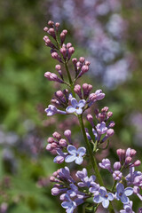 Obraz premium Inflorescences appeared from lilac flower buds. Lilac inflorescences (Latin Syringa vulgaris) in the rays of the spring sun. Spring.