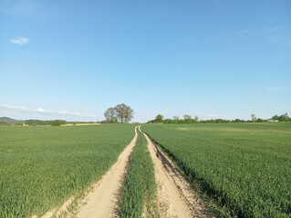 Green field of young wheat, rural spring landscape