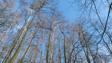 Bare tree branches against blue sky in spring. Bare tree branches in early spring with blue sky...