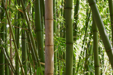 A dense thicket of bamboo stalks, showcasing varying shades of green and the smooth, segmented...