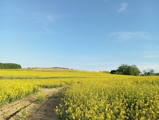 Rapeseed field on the hills on a clear day, Beautiful rural landscape