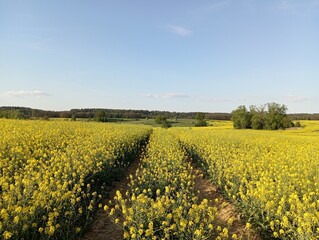 A road among a rapeseed field