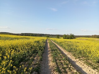 A road among a rapeseed field