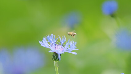 Blue wildflowers. Cornflower or bachelors button or centaurea cyanus or cyanus segetum or Centaurea...