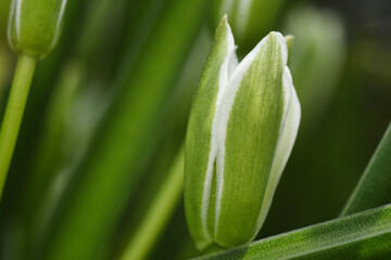 close up of a flower