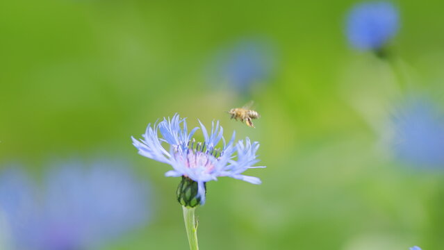 Blue wildflowers. Cornflower or bachelors button or centaurea cyanus or cyanus segetum or Centaurea montana flower. Slow motion.