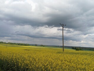 electric poles in a rapeseed field - landscape just before the storm