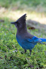 A striking Steller's Jay standing on green grass, its vivid blue plumage and distinctive crest clearly visible