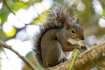 A gray squirrel perched on a tree branch, nibbling on a leaf, with its bushy tail arched over its back in a lush, leafy environment