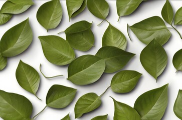 Green Leaves on a White Background