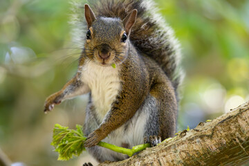
A curious squirrel perched on a tree branch, holding a green leaf, with its sharp eyes focused and bushy tail fluffed in a natural backdrop