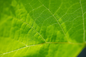 Leaves close up with good light.