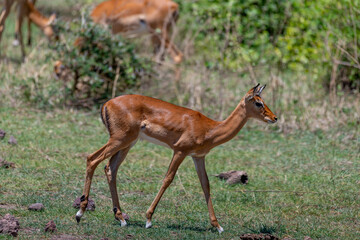 wildlife at lake Manyara in Tanzania