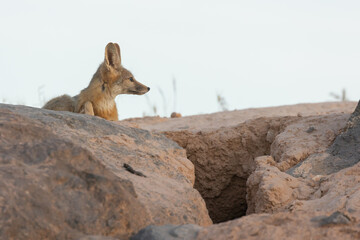 Obraz premium A Kit Fox rests near the entrance to it's den and watches as the pale evening sky casts a soft light over the scene.