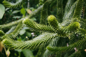 Lush branches of a monkey puzzle tree, showcasing their unique, spiral arrangement of sharp, green...