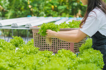 Young women are harvesting organic vegetables from hydroponics to grow vegetables that are healthy....