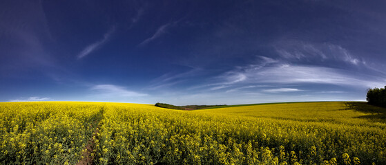 Rapeseed fields in sunny free Ukraine. Panorama landscape of agricultural fields. Endless expanses...