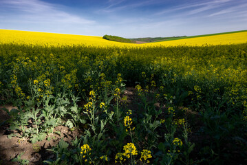 Rapeseed fields in sunny free Ukraine. Panorama landscape of agricultural fields. Endless expanses of fields and meadows.
